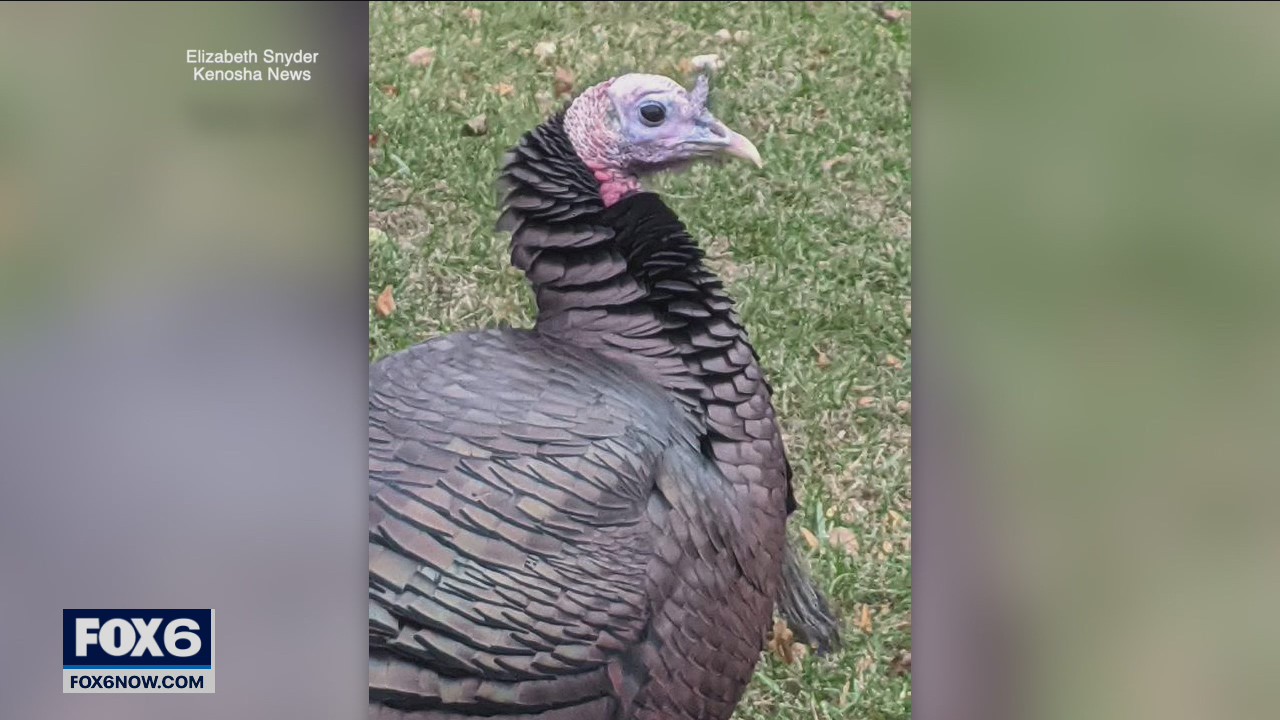 Beloved Kenosha turkey dead, neighborhood mourns