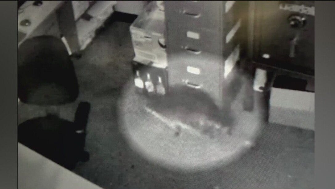 Raccoon breaks into liquor store, passes out in bathroom