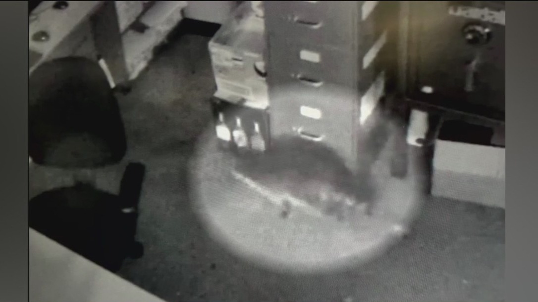 Raccoon breaks into liquor store, passes out in bathroom