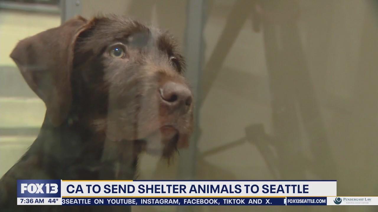How you can help animals rescued by CA wildfires