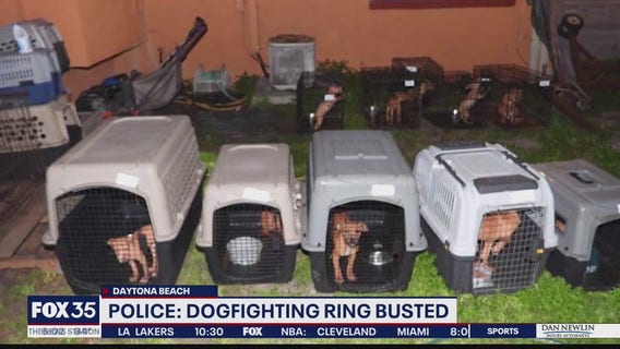 Arrests made in alleged dogfighting ring
