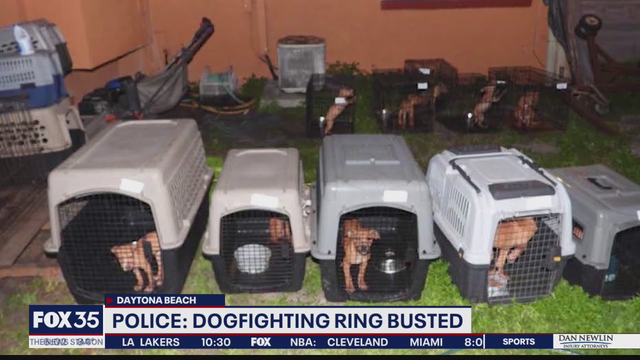 Arrests made in alleged dogfighting ring
