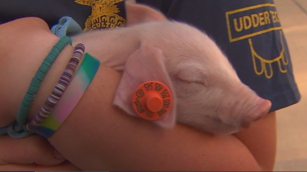 Miracle of Birth Barn piglets at State Fair