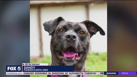 Pet of the Day from Paws Atlanta