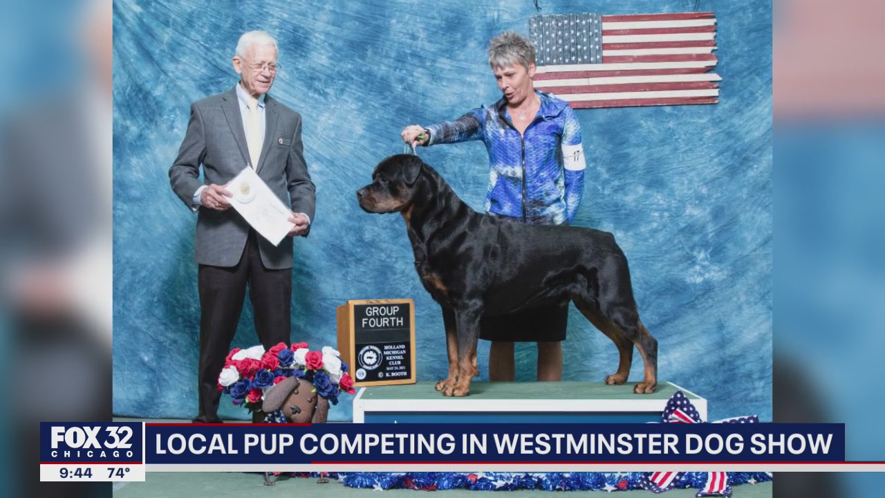 Illinois pup competing in Westminster dog show