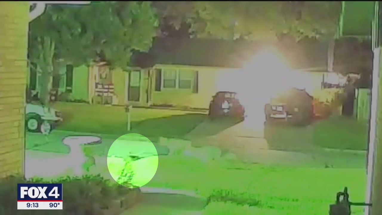 Video shows coyotes viciously attack woman's cat