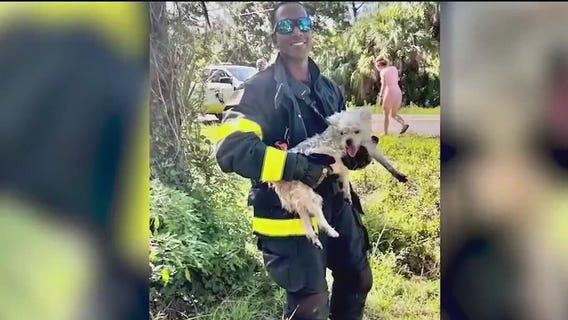 Malabar Fire crew save dehydrated dog