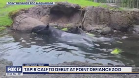 Tapir calf to debut at Point Defiance Zoo and Aquarium