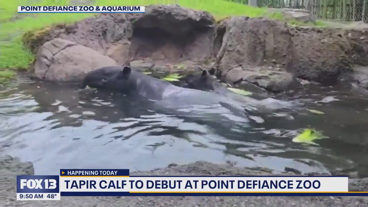 Tapir calf to debut at Point Defiance Zoo and Aquarium