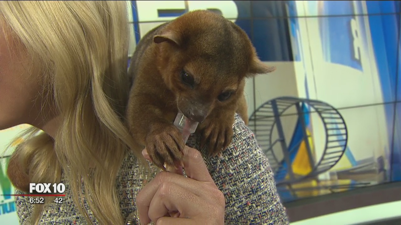 Critter Corner: Kinkajou
