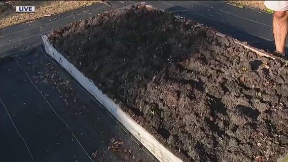 Cover cropping for your garden in summer heat