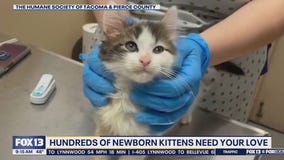 Hundreds of newborn kittens need their forever homes