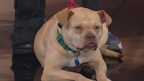 Meet Sunshine: Pet of the Day