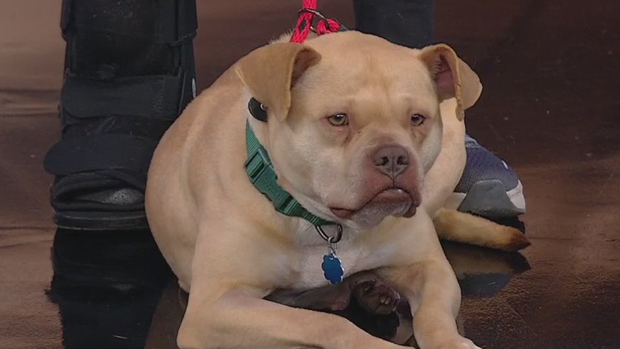 Meet Sunshine: Pet of the Day