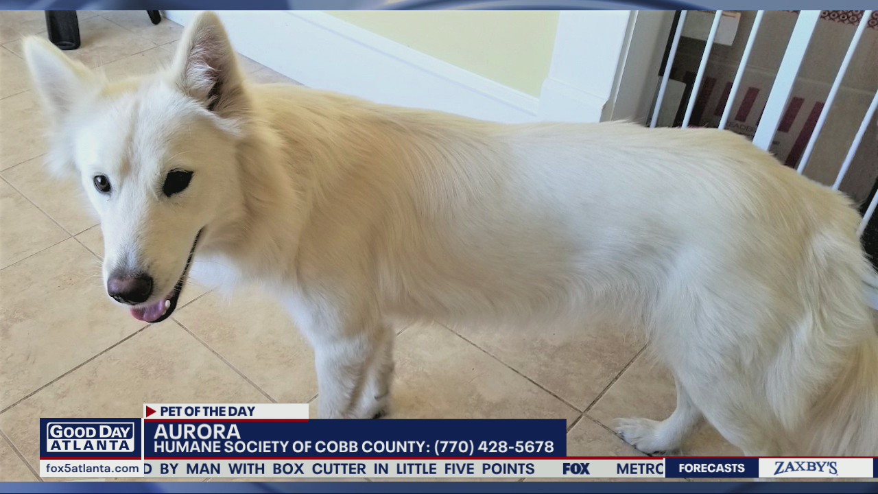 Pet of the Day from the Humane Society of Cobb County