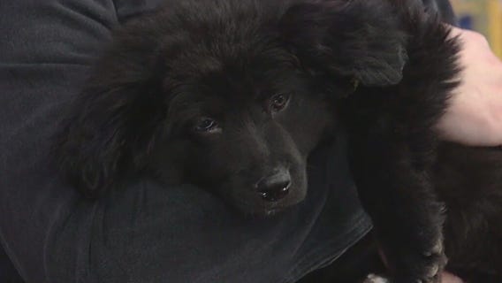 Meet King: Our Pet of the Day