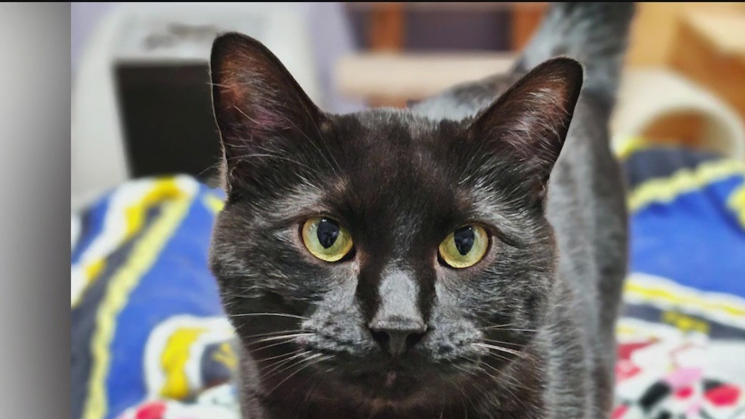 Meet Limerick: Our Pet of the Day