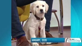 Yellow lab Butter has 3 puppies