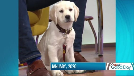 Yellow lab Butter has 3 puppies