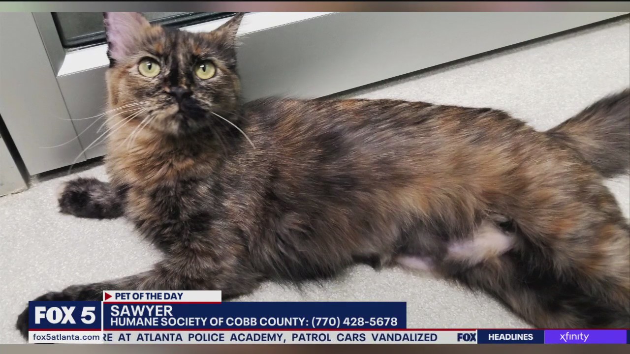 Pet of the Day from the Humane Society of Cobb County