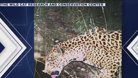 Arizona conservation program works to monitor jaguar species after 5th wild cat sighting