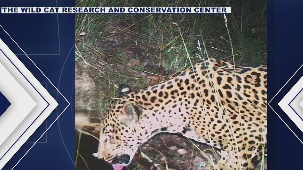 Arizona conservation program works to monitor jaguar species after 5th wild cat sighting