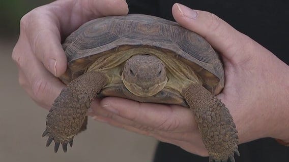 Arizona Game and Fish gearing up for busy tortoise season