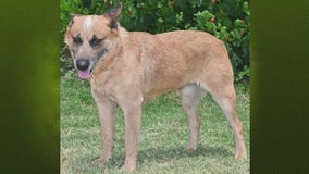 Marisol available for adoption at Bastrop County Animal Services