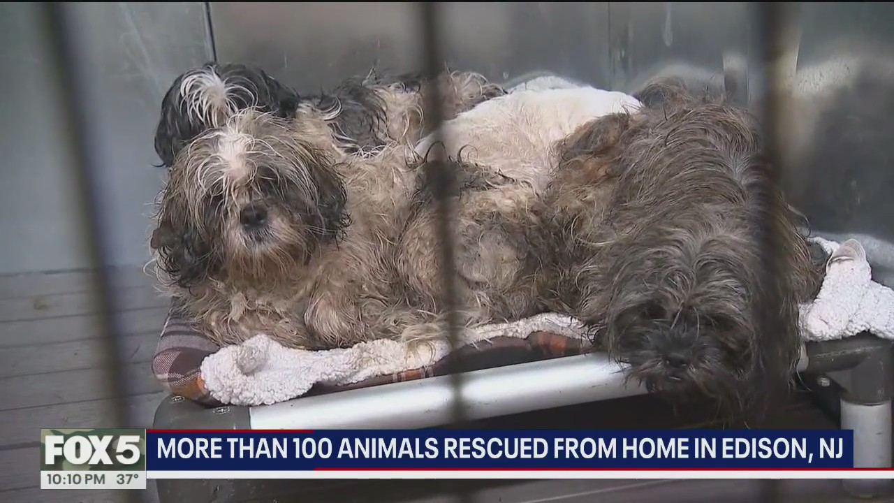 More than 100 animals rescued from home; homeowner faces cruelty charge ...
