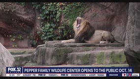 Lions to return to Lincoln Park Zoo after a nearly two-year hiatus