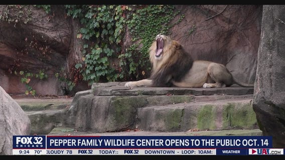 Lions to return to Lincoln Park Zoo after a nearly two-year hiatus