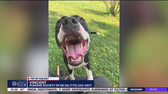 Pet of the Day from the Humane Society of NE Georgia