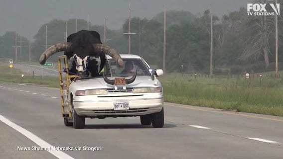 Bull rides shotgun through Nebraska town, gets pulled over by police