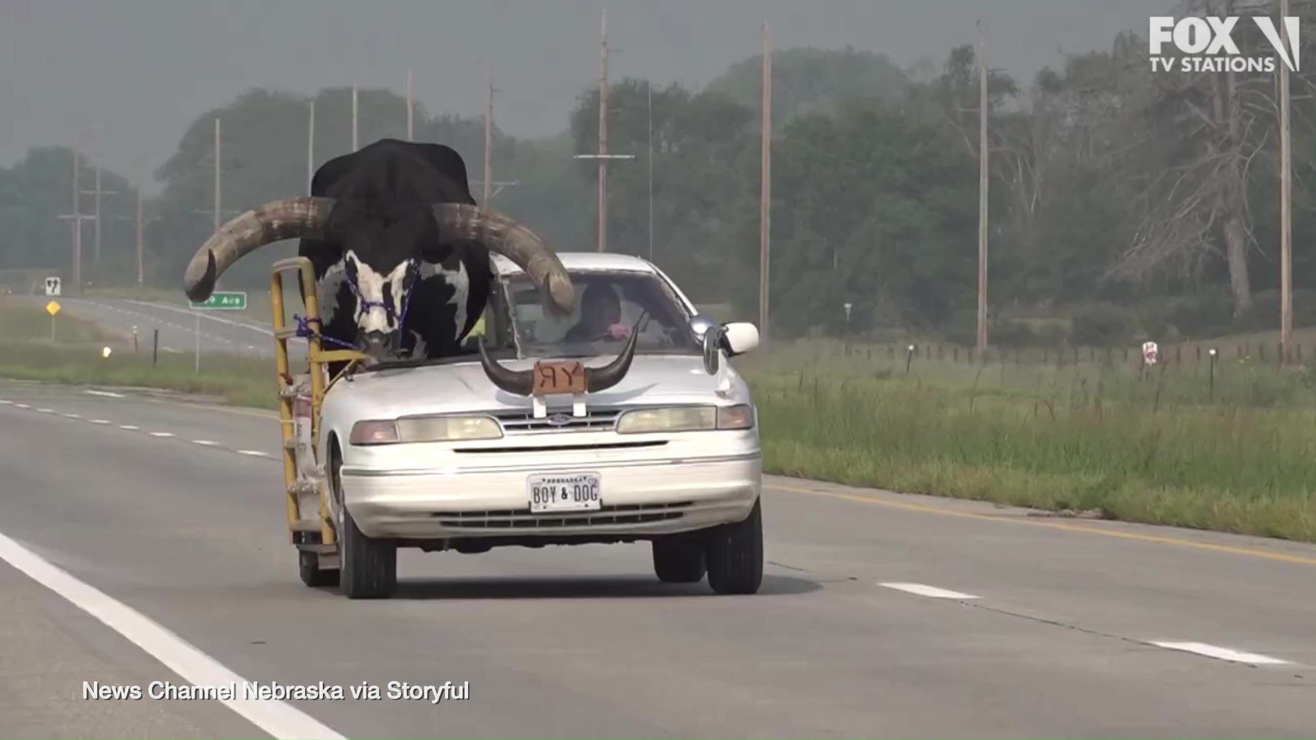 Bull rides shotgun through Nebraska town, gets pulled over by police