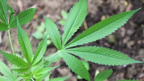 Feds move to reclassify marijuana