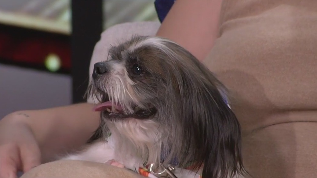 Meet Henry, our FOX 13 Pet of the Week