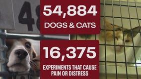 Experiments under fire as Wisconsin breeder remains under scrutiny