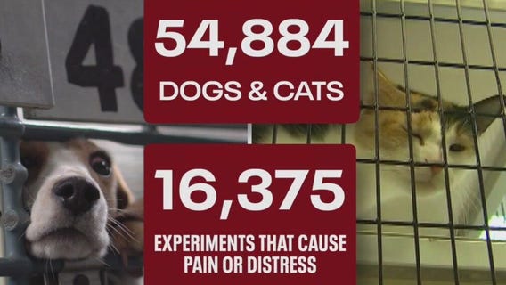 Experiments under fire as Wisconsin breeder remains under scrutiny