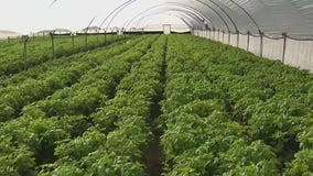 Duncan Family Farms in Goodyear