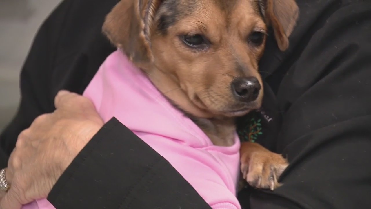 State lawmakers move closer to creating animal abuser registry