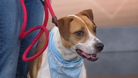 Meet Mia: Our Pet of the Day