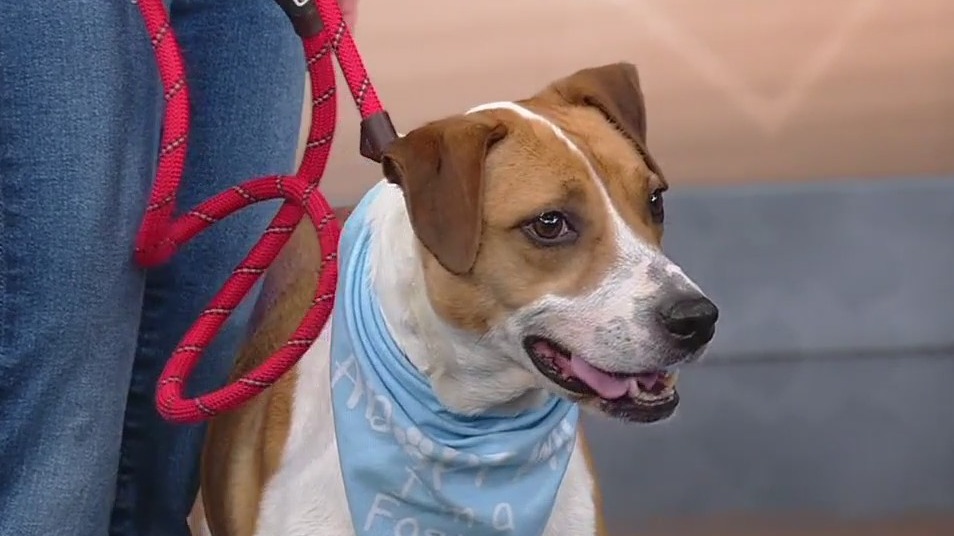 Meet Mia: Our Pet of the Day