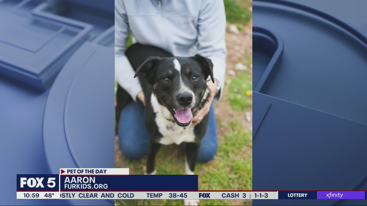 Pet of the Day from FurKids