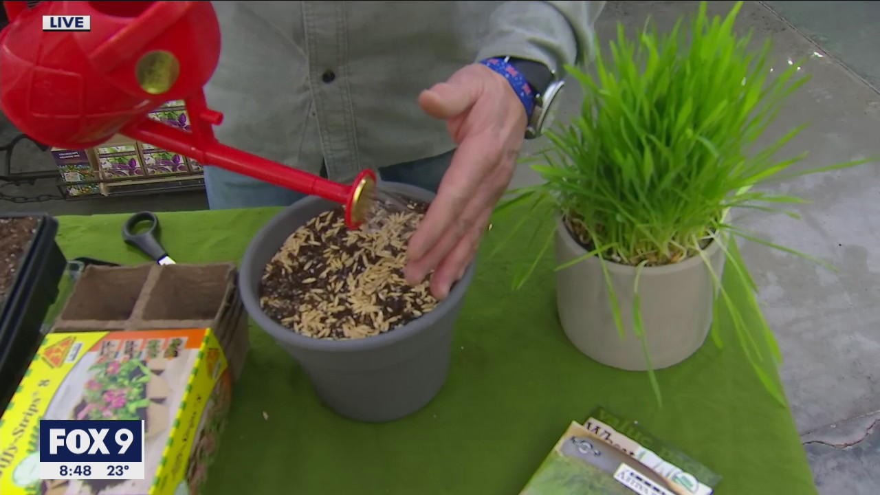 Indoor gardening for the winter - things you can plant right now