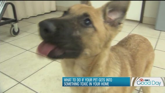 What to do if your pet gets into something toxic at home