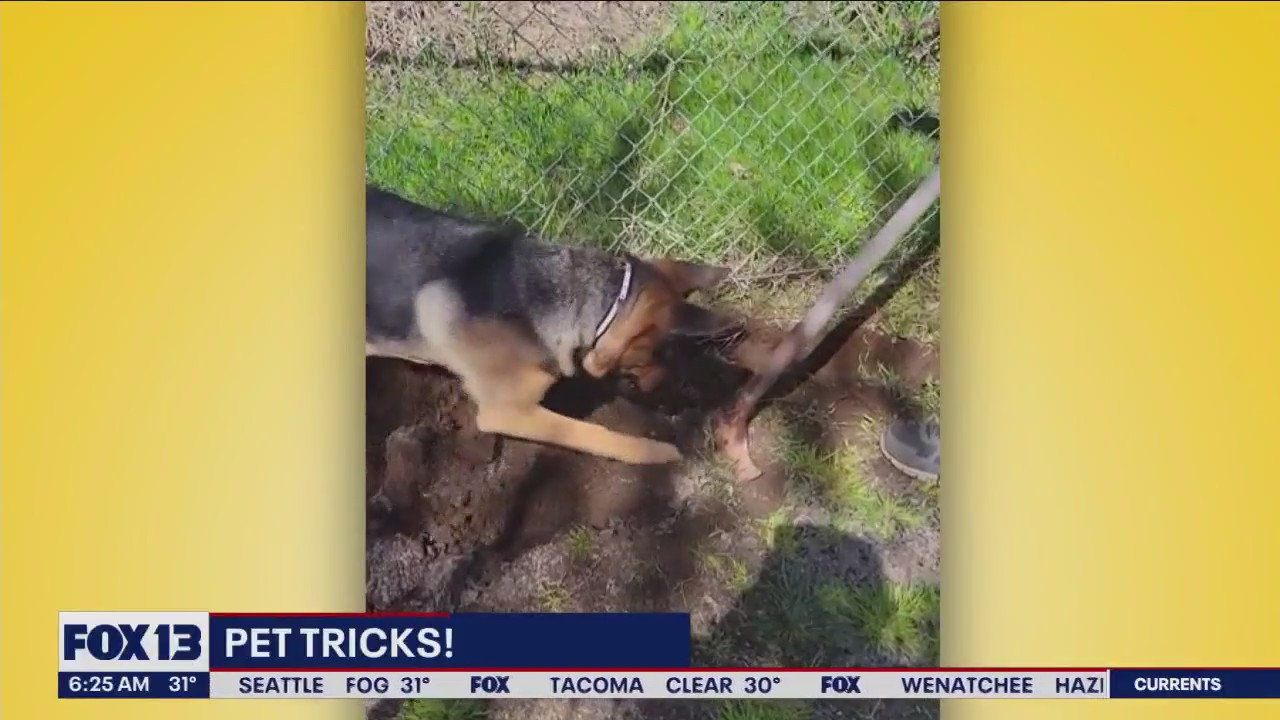 Pet Tricks for Tuesday, November 28