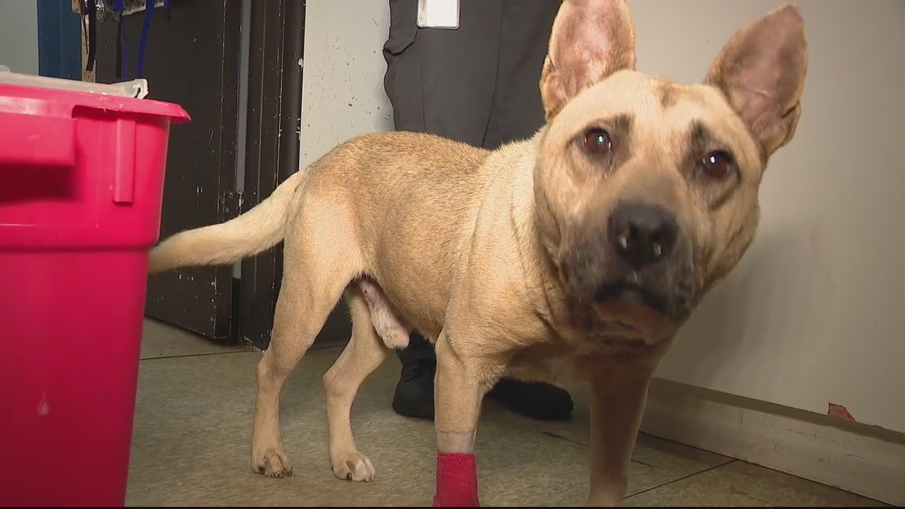 Detroit Animal Care & Control working to help strays and surrenders find a home