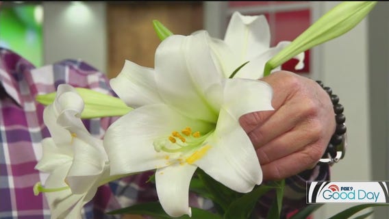 FOX 9 Good Day: April 15, 2025