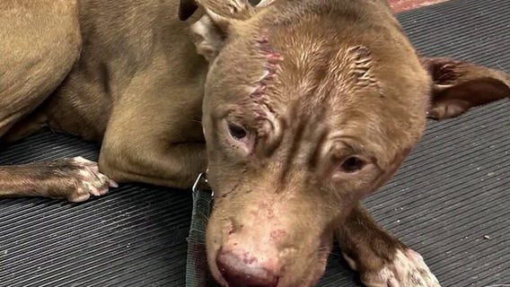 Cobb County man charged after shooting dog in head at local park
