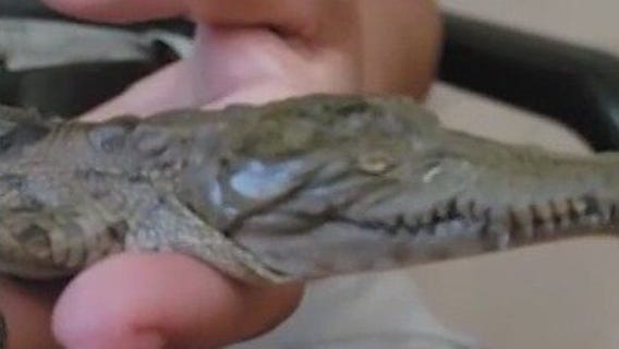 Croc born without eyes thrives at sanctuary